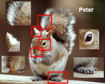 Squirrel Peter
